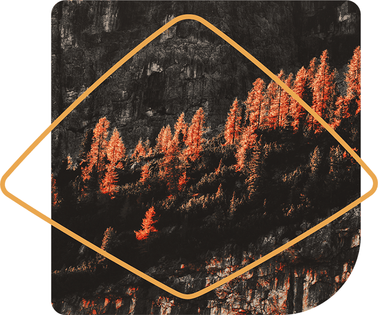Red trees in a forest